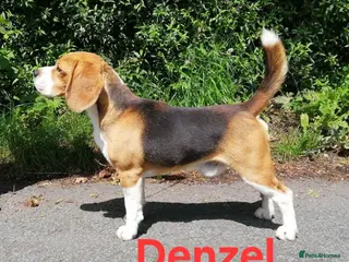 Beagle dogs PROVEN KC REG BEAGLE STUD DOGS.. in Wrexham - Advert 1