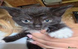 British Longhair cats for sale: 2 kittens ready to go  - Image 11