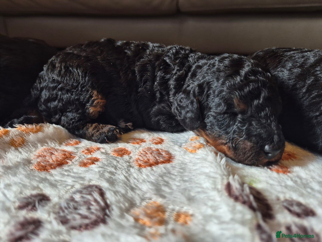 Cockapoo dogs for sale: 🐾 F1b Cockapoo Puppies for Sale 🐾 - Image 5
