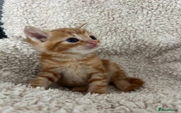 Turkish Angora cats for sale: 🐯 Beautiful Turkish Angora kittens 🐯  - Image 9