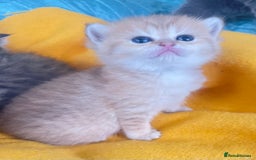 British Shorthair cats for sale: Gorgeous pure breed colour point and golden kitten - Image 6