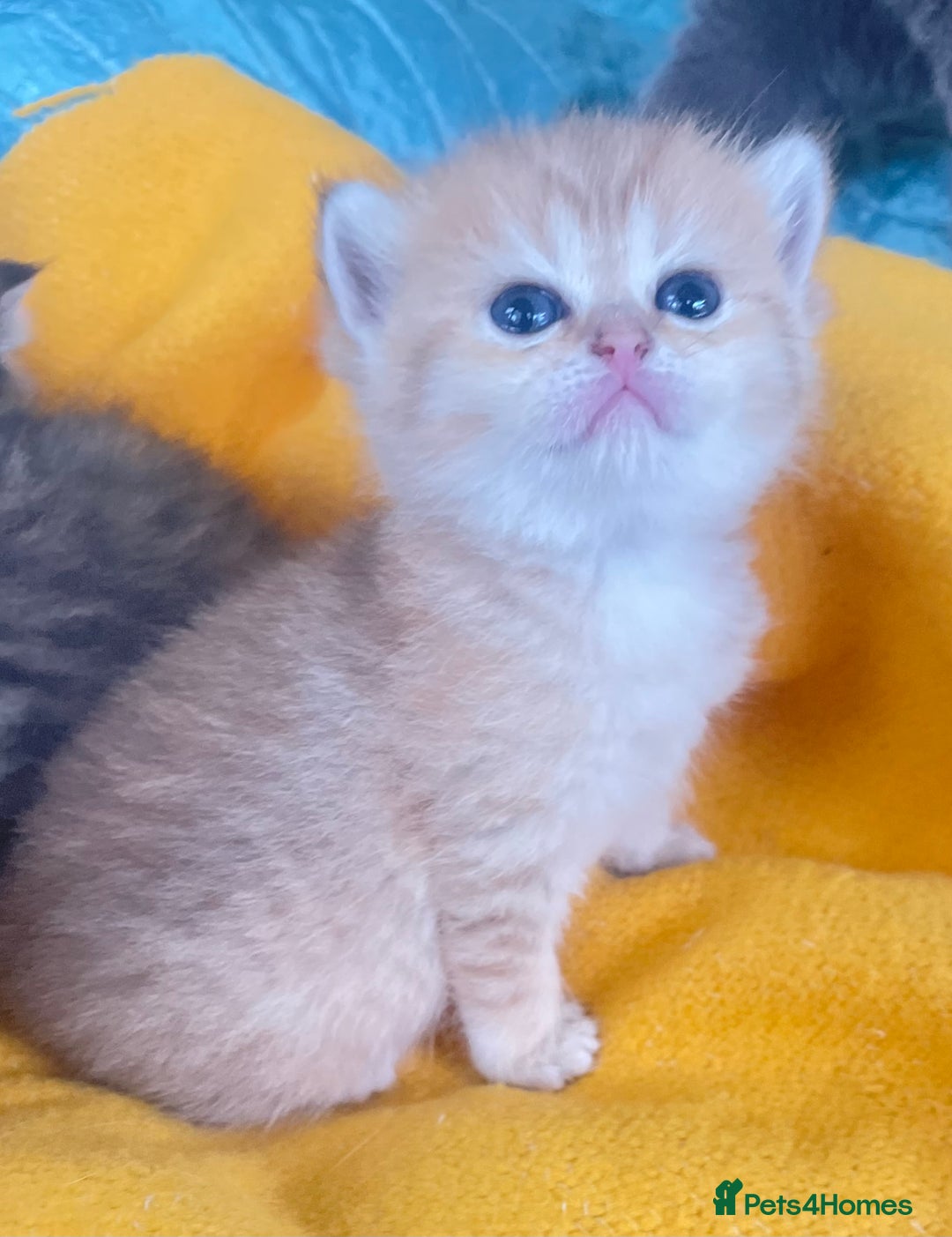 British Shorthair cats for sale: Gorgeous pure breed colour point and golden kitten - Image 6