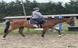 Irish Thoroughbred horses for sale: X3 super types with amazing temperaments  - Image 6