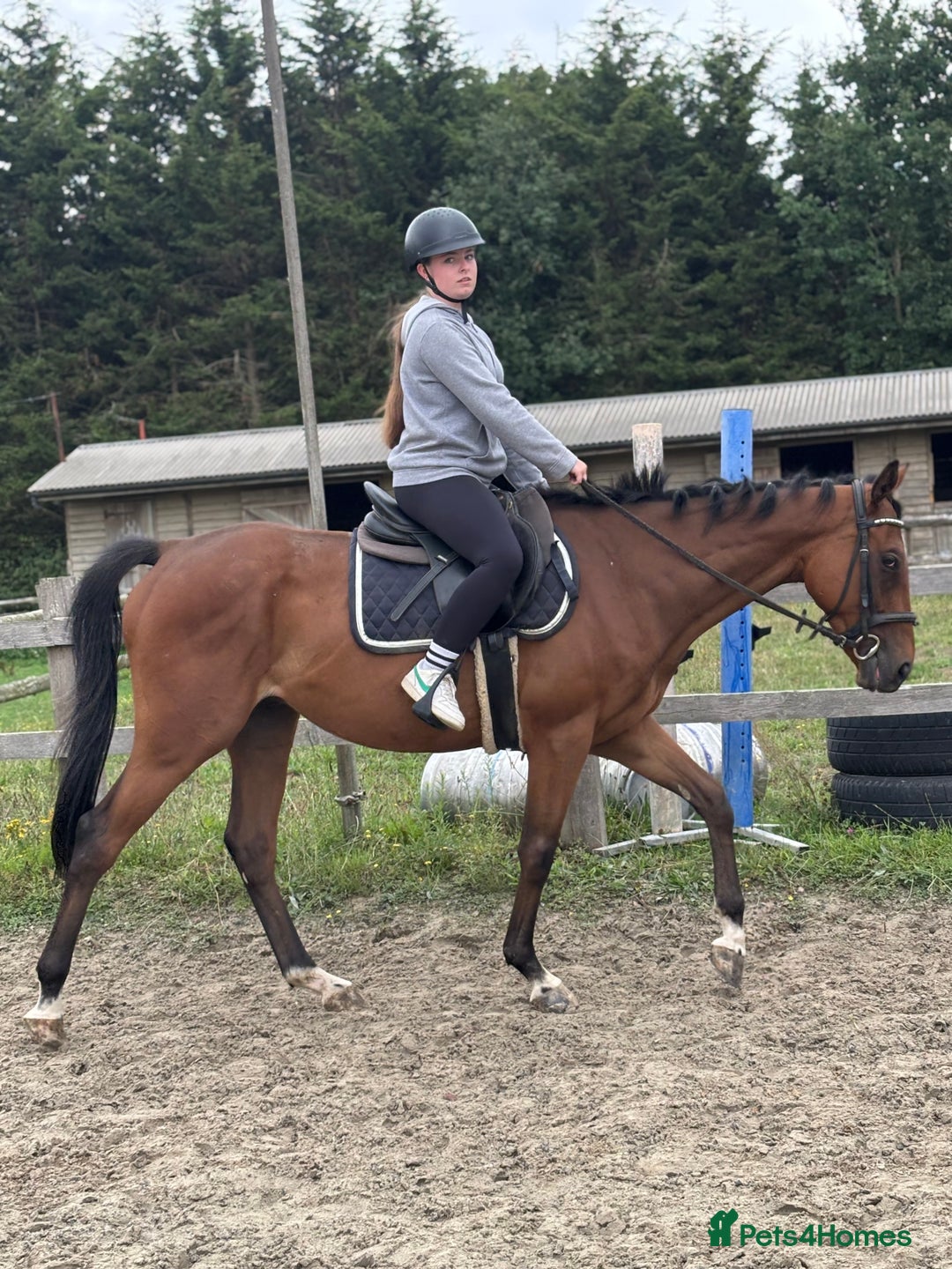 Irish Thoroughbred horses for sale: X3 super types with amazing temperaments  - Image 6