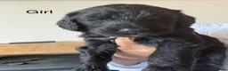 Sheepadoodle dogs for sale: Stunning Sheepadoodle puppies  - Advert 12