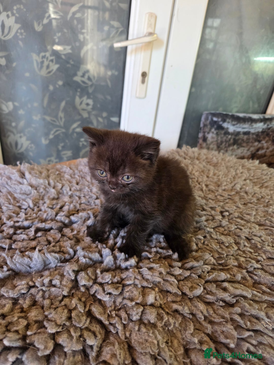 British Longhair cats for sale: Beautiful black British shorthair kittens  - Image 18