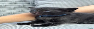 Oreo