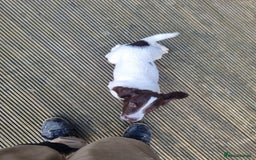 English Springer Spaniel dogs for sale: English springer spaniels  - Image 14