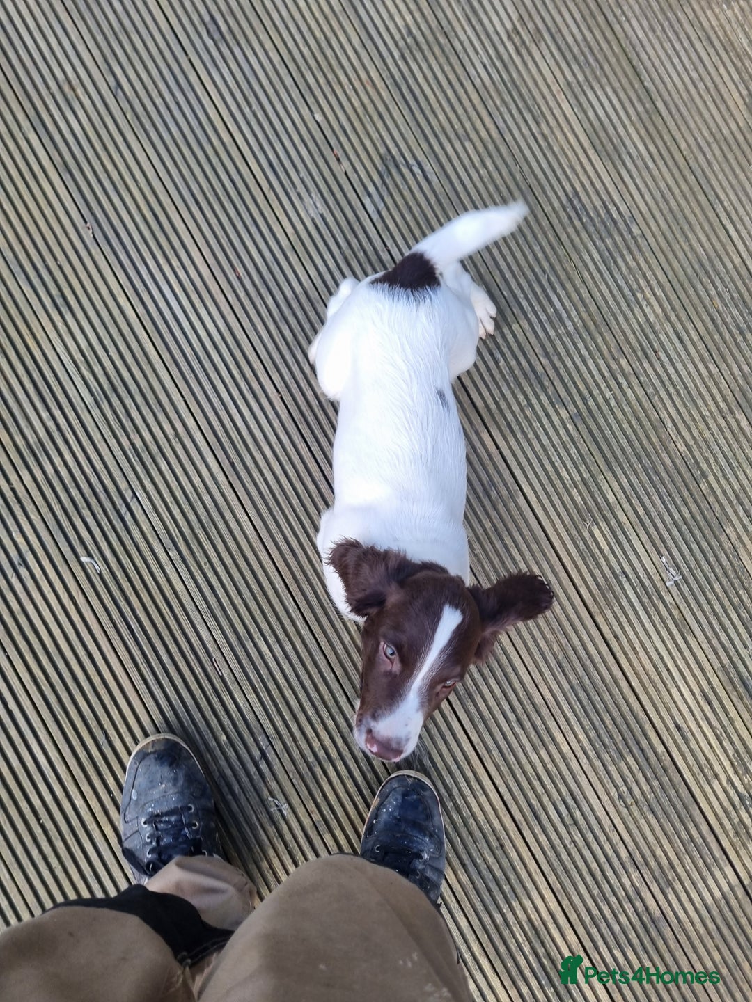 English Springer Spaniel dogs for sale: English springer spaniels  - Image 14