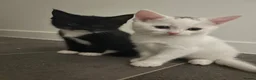 Mixed Breed cats for sale: Adorable litter of kittens  - Advert 25