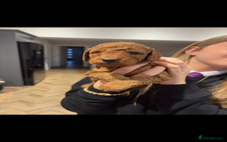 Cockapoo dogs for sale: Beautiful deep red f1b cockapoos  - Image 4