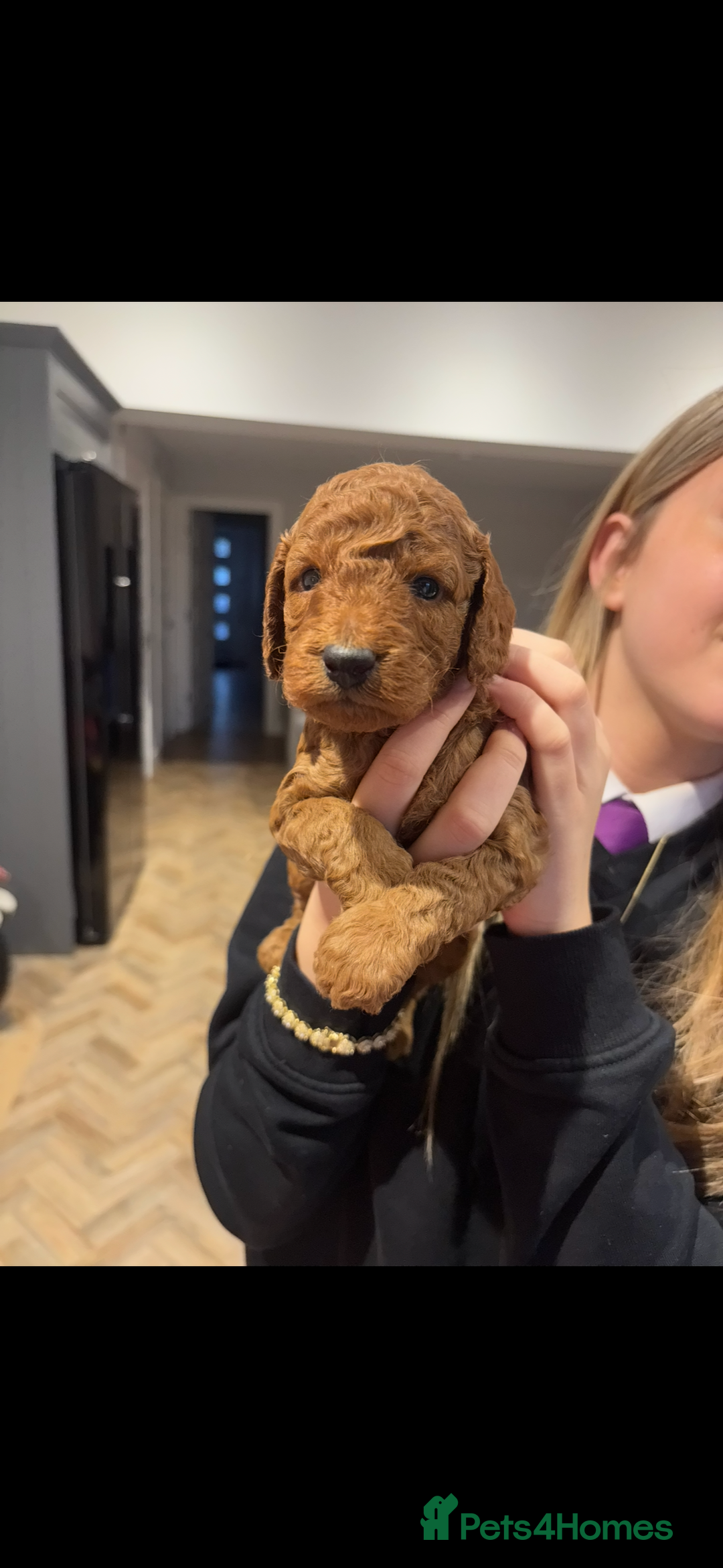 Cockapoo dogs for sale: Beautiful deep red f1b cockapoos  - Image 4