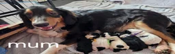 Mixed Breed dogs for sale: Collie x poos  in Mansfield - Advert 9