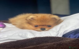 Pomeranian dogs for sale: CHAMPION KENNEL CLUB Pomeranian puppy orange black - Image 8