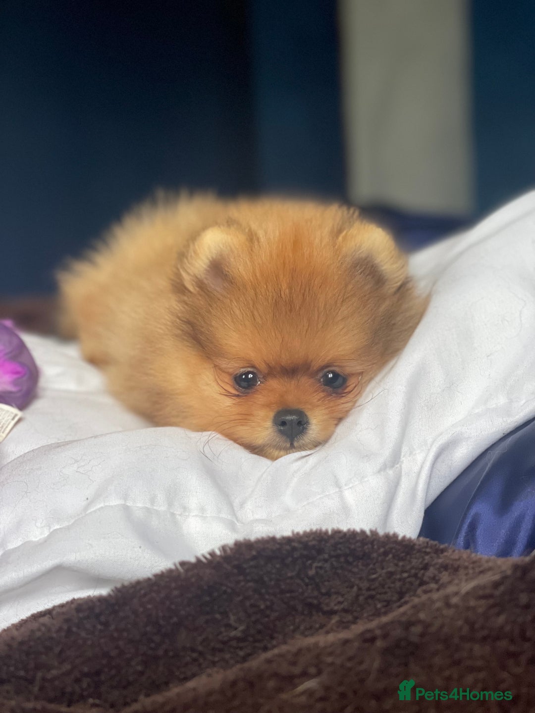 Pomeranian dogs for sale: CHAMPION KENNEL CLUB Pomeranian puppy orange black - Image 8
