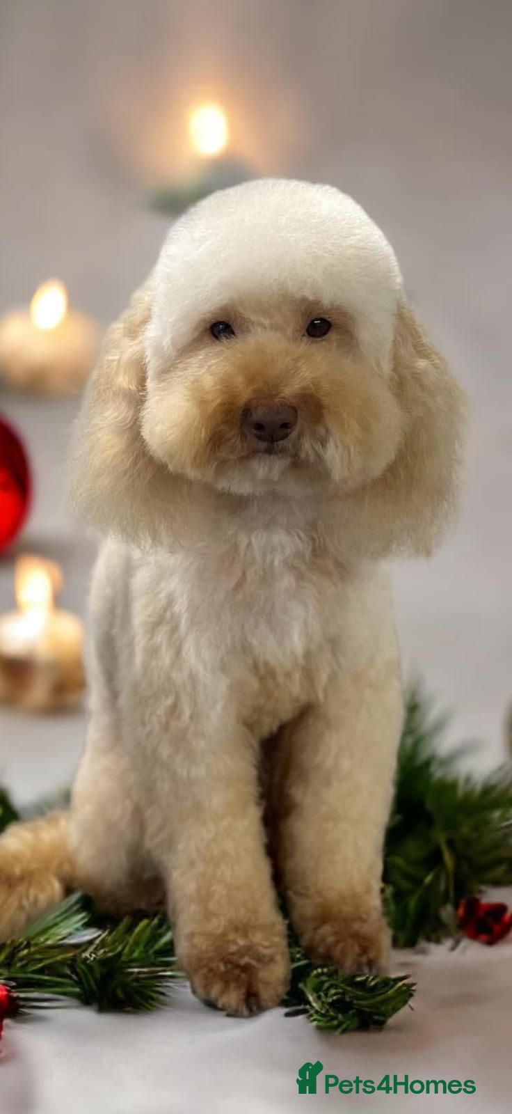Mixed Breed dogs Miniature Poodle Cross Puppies – Family Raised - Advert 2