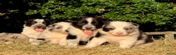 Border Collie dogs for sale: Beautiful Border Collies, proven agility obedience - Advert 3