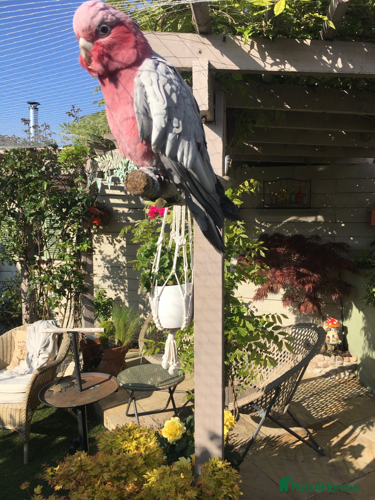 Cockatoo birds for sale: Male & female Galah in Harwich - Advert 4