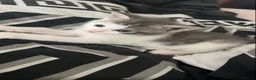 Mixed Breed cats for sale: Beautiful bengal x korat kittens  - Advert 3