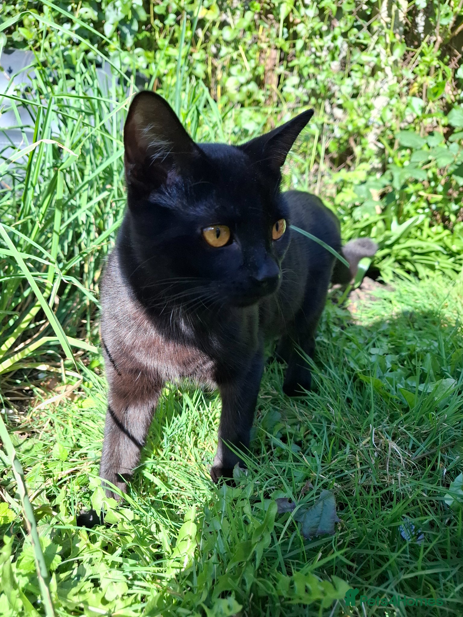 Mixed Breed cats 9 Month Old Kitten For Sale  - Advert 2
