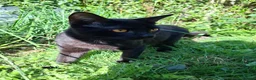 Mixed Breed cats for sale: 9 Month Old Kitten For Sale  - Advert 1