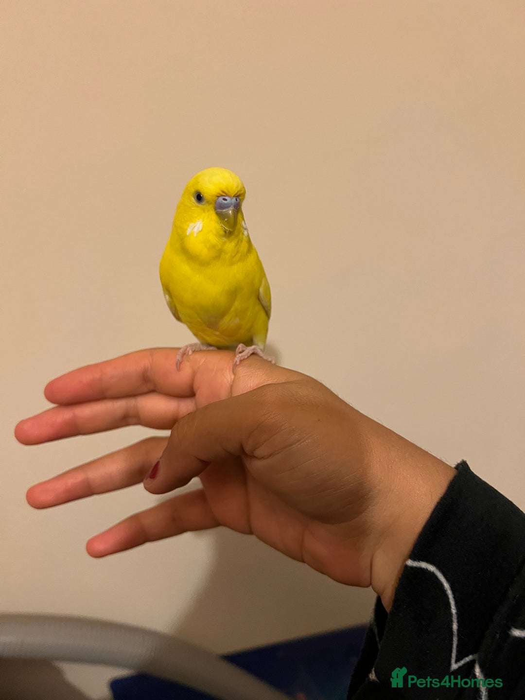 Budgerigars birds for sale: Male budgie - Advert 4