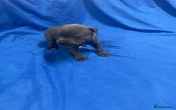 Staffordshire Bull Terrier dogs for sale: Stunning blue Staffordshire bull terrier puppies - Advert 10