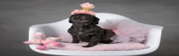 Mixed Breed dogs for sale: Imperial Shihtzu X Chihuahua Puppies  in Grays - Advert 11