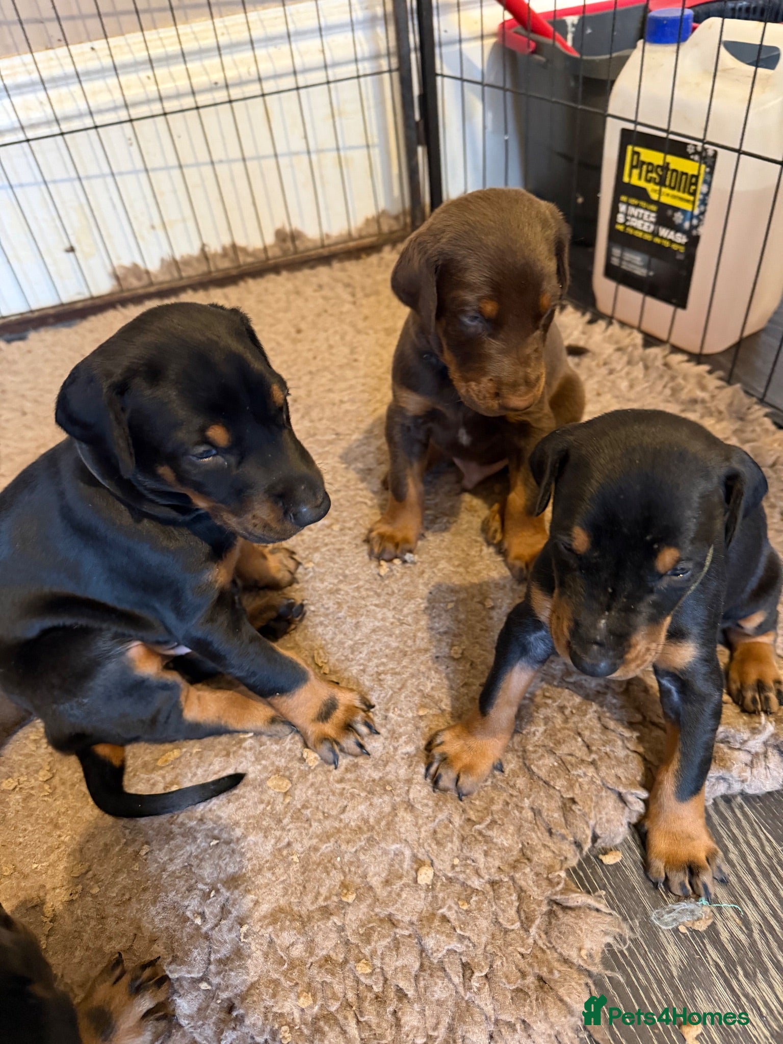 Dobermann dogs Doberman puppies boys only - Advert 16