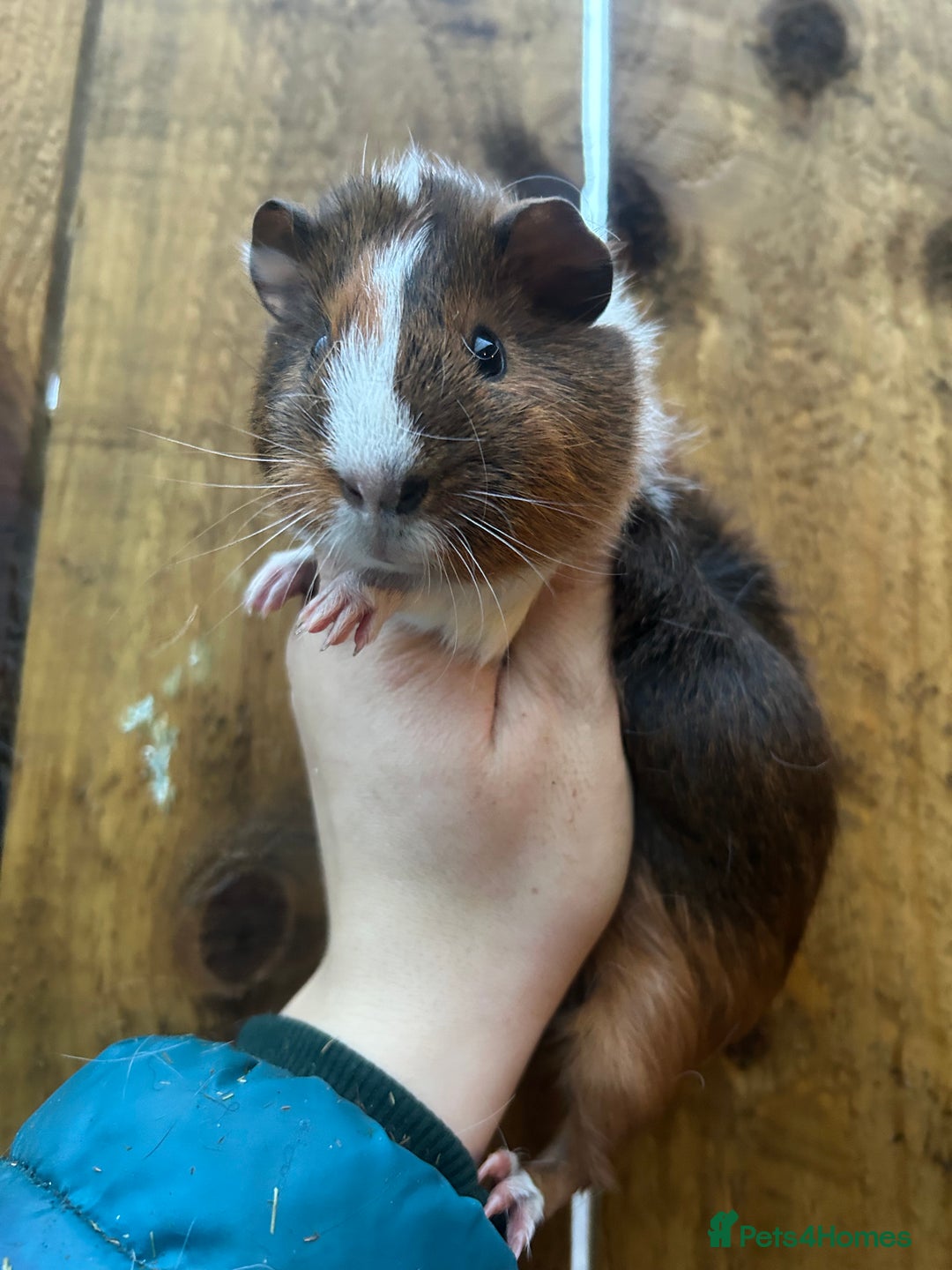 Guinea Pig rodents for sale: Baby Male Guinea pigs  - Advert 3