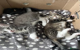 Mixed Breed cats for sale: 1 x Stunning Beautiful Girl Kitten Ready NOW - Image 10
