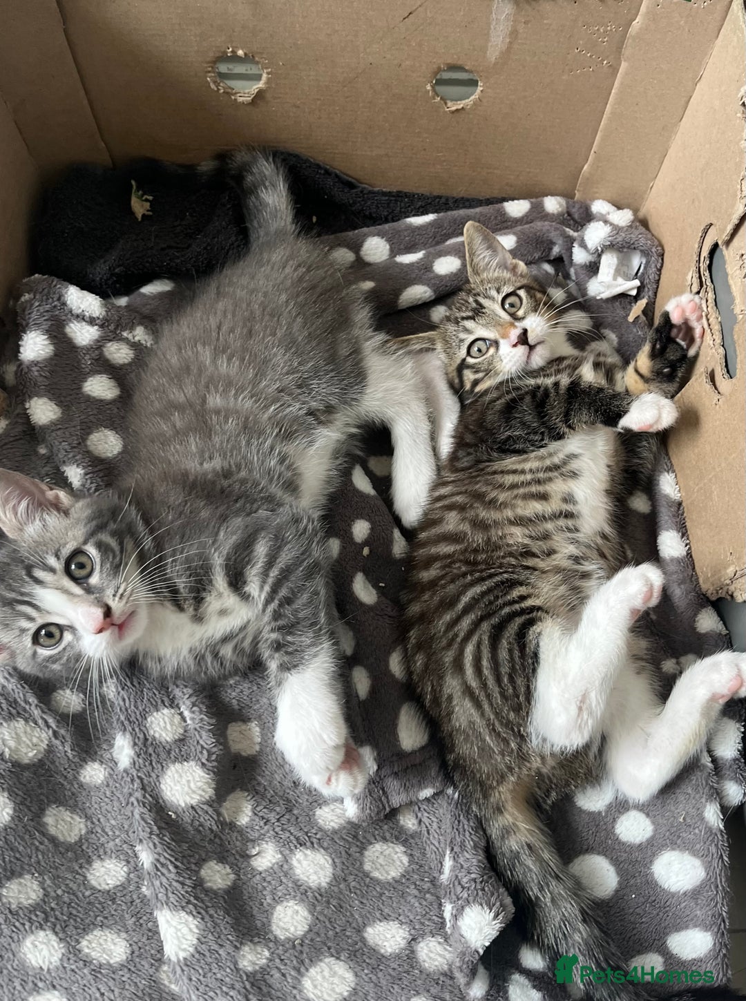 Mixed Breed cats for sale: 1 x Stunning Beautiful Girl Kitten Ready NOW - Image 10
