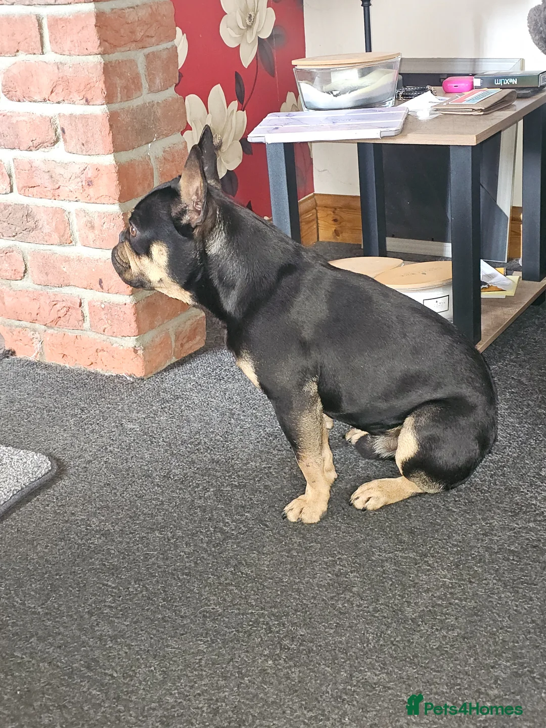 French Bulldog dogs for sale: GORGEOUS MILO - Advert 5