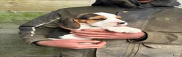 Beagle dogs for sale: ONLY 1 MALE LEFT - Gorgeous tricolour beagle pups - Advert 2