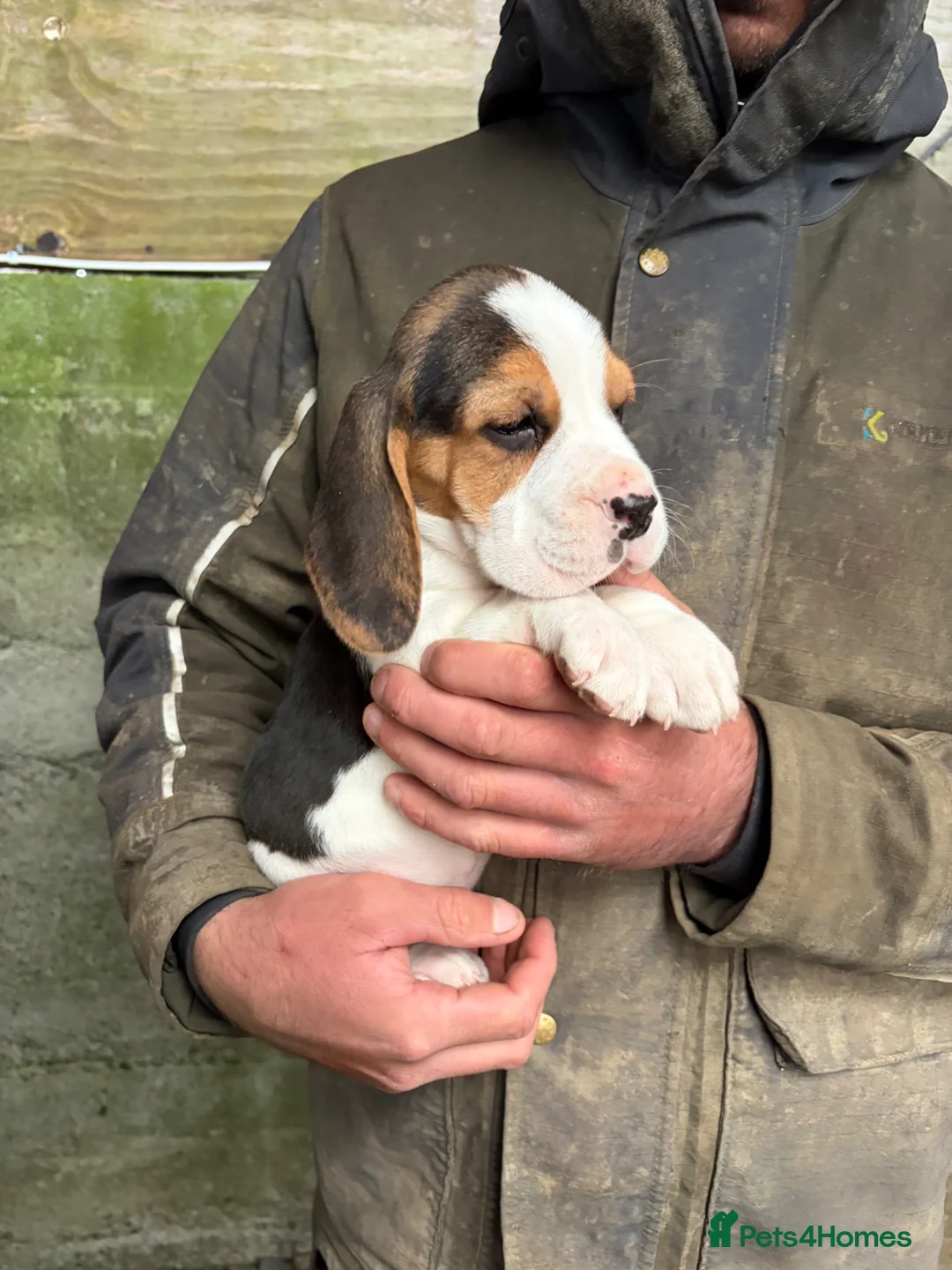 Beagle dogs for sale: ONLY 1 MALE LEFT - Gorgeous tricolour beagle pups - Advert 2