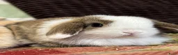 Mini Lop rabbits for sale: Super cute mini lop babies  in Llandysul - Advert 12