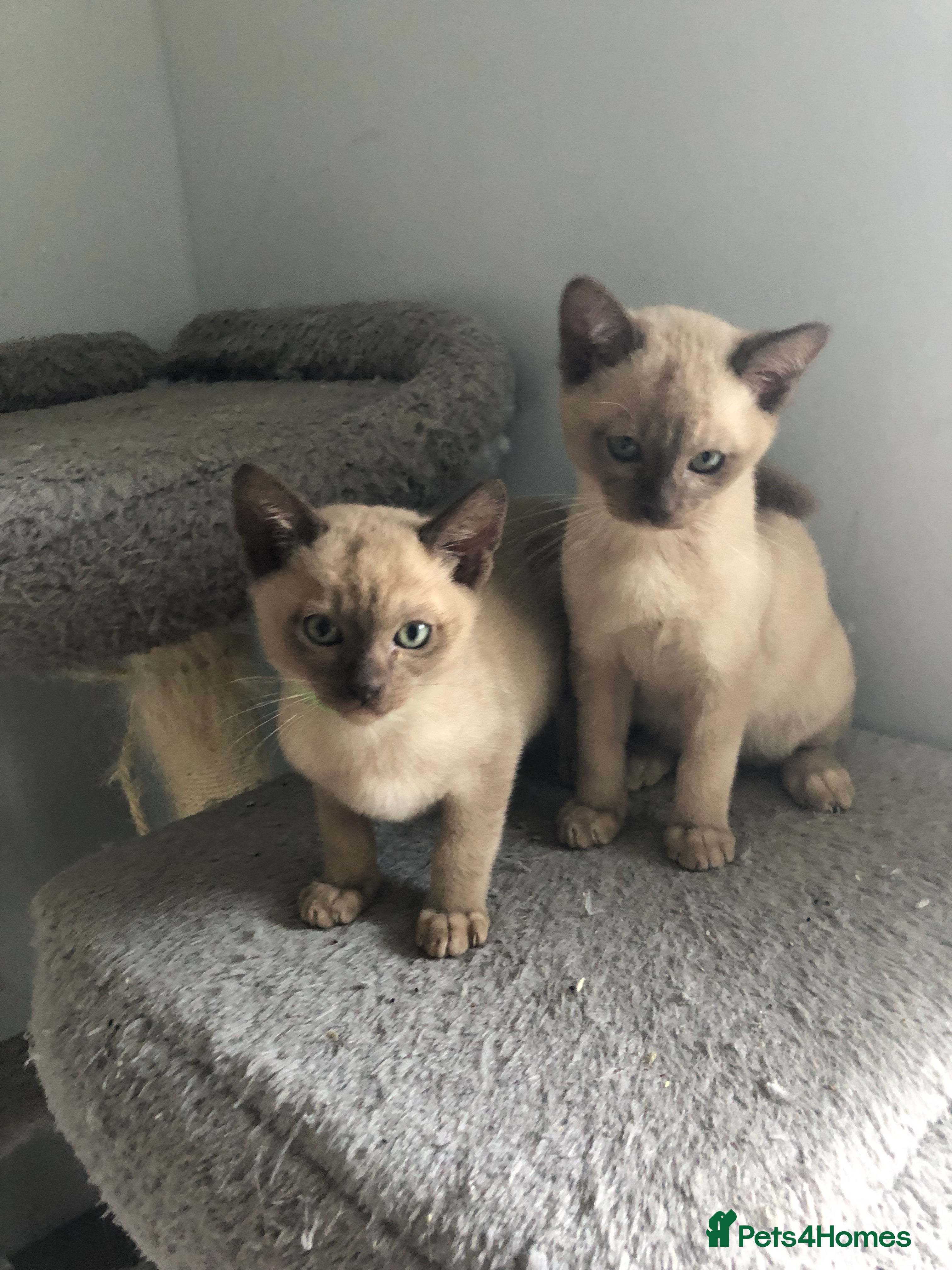 Tonkinese cats Tonkinese  - Advert 1