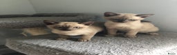 Tonkinese cats for sale: Tonkinese  - Advert 1