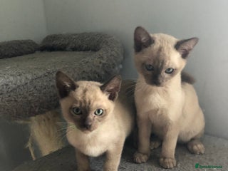Tonkinese cats Tonkinese - Advert 1