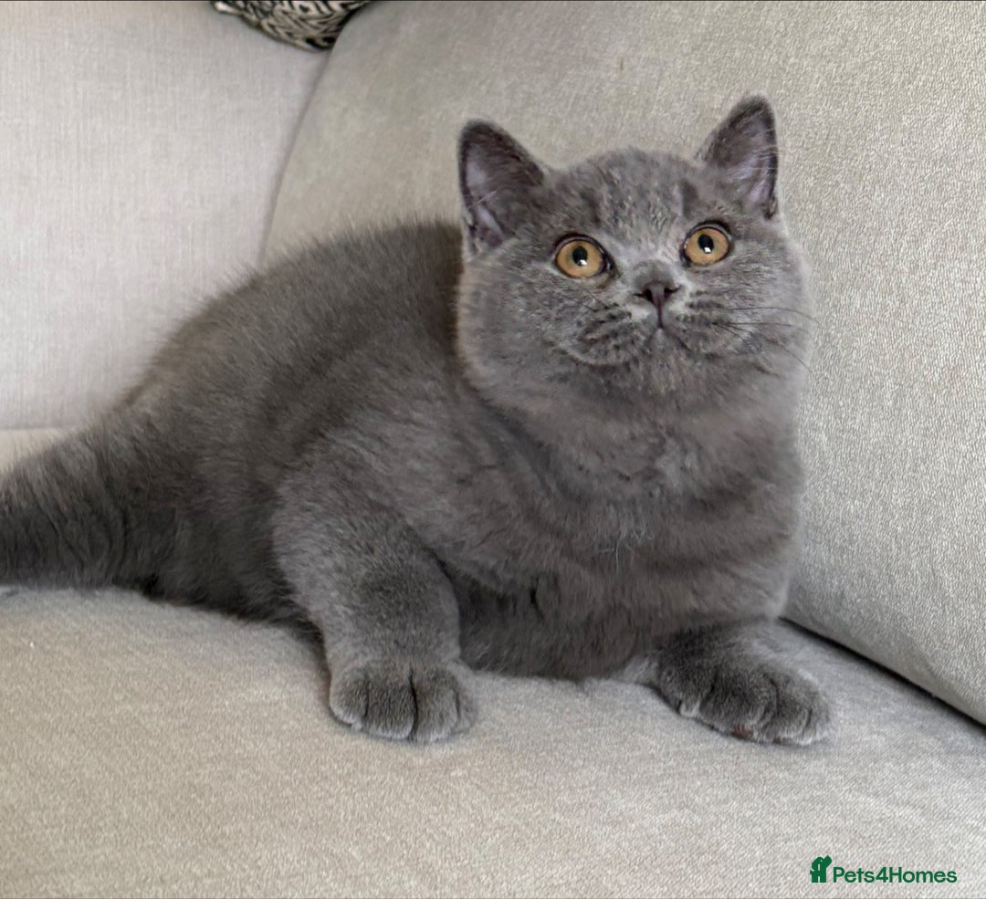 British Shorthair cats for sale: Lovely BSH  - Image 9