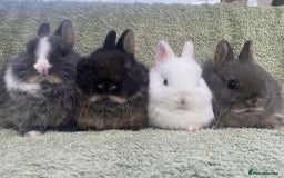 Netherland Dwarf rabbits for sale: 4 x Netherland Dwarf rabbits for sale - Advert 1