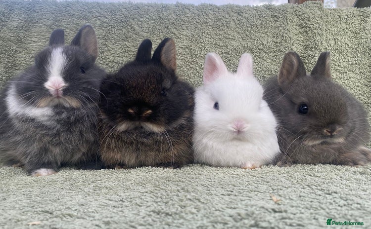 Netherland Dwarf rabbits 4 x Netherland Dwarf rabbits for sale - Advert 1