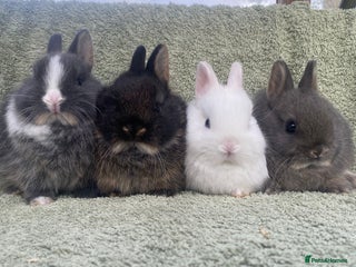 Netherland Dwarf rabbits 4 x Netherland Dwarf rabbits for sale - Advert 1
