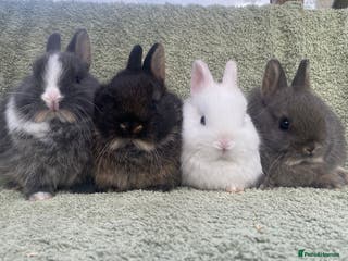 Netherland Dwarf rabbits SOLD Netherland Dwarf rabbits for sale - Advert 3