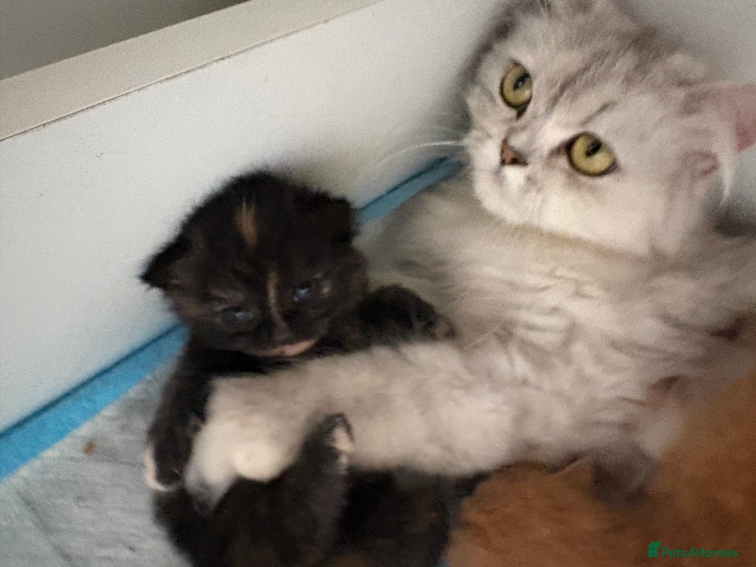 Persian cats for sale: Exotic Persians - Image 10