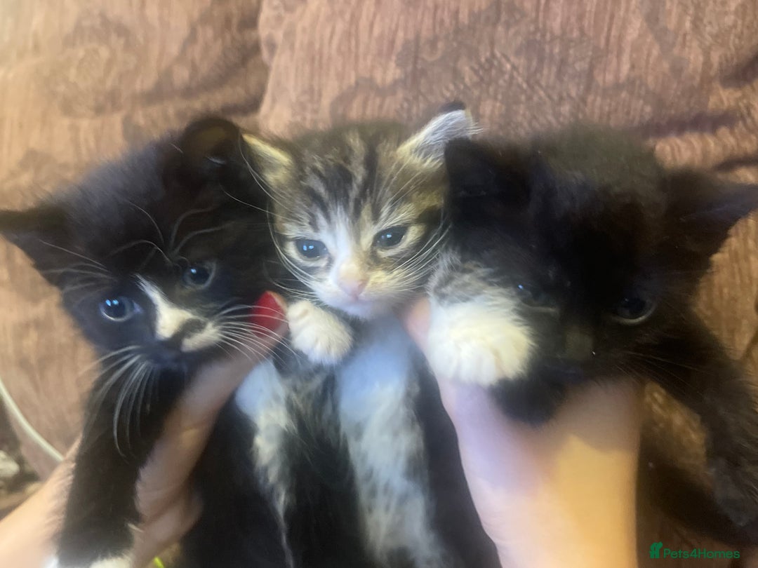 Mixed Breed cats for sale: Kittens for sale - Image 10