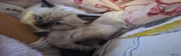 Mixed Breed cats for sale: White Fluffy blue eyed kitten - Advert 7
