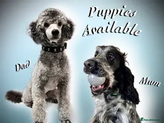 Cockapoo dogs 💎PRESTIGIOUS SHOW Platinum Grey/Choc F1 Cockapoos - Advert 3