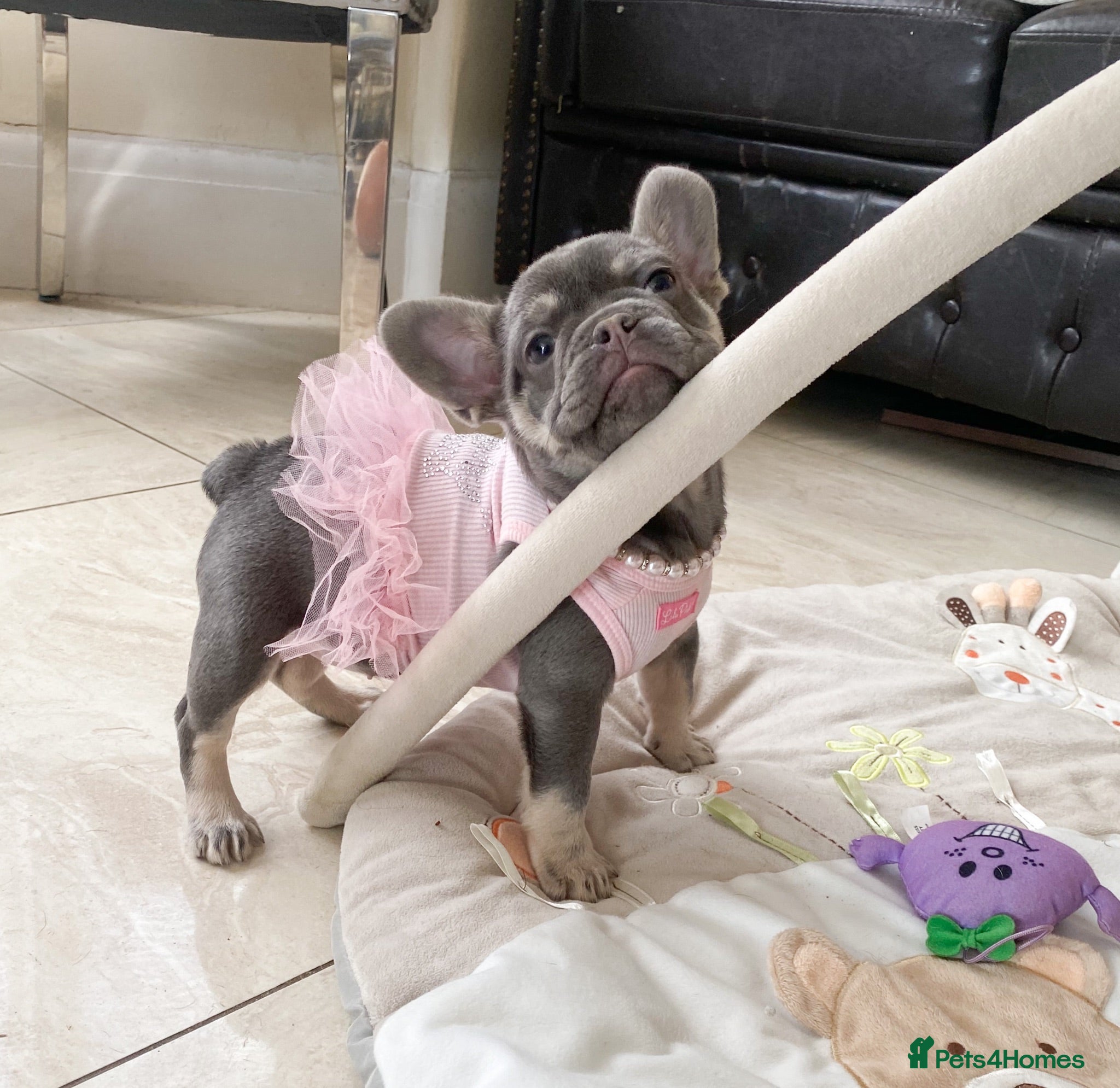 French Bulldog dogs READY NOW! 1 GIRL LEFT. BLUE & TAN FRENCH BULLDOG - Advert 6
