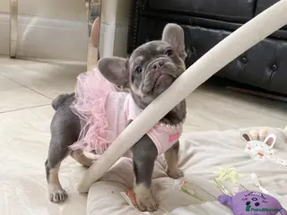 French Bulldog dogs READY NOW! 1 GIRL LEFT. BLUE & TAN FRENCH BULLDOG - Advert 6